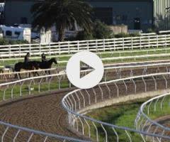 Brazen Beau x Singled Out