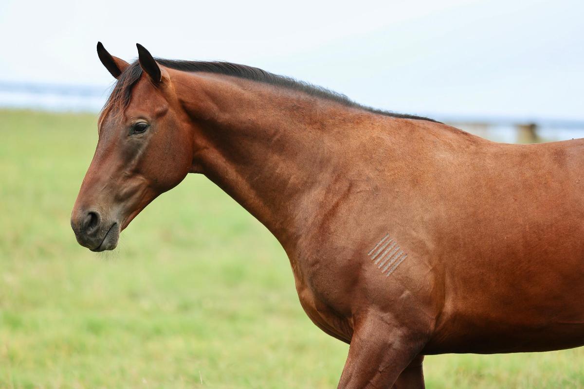 So You Think x Zenon Colt