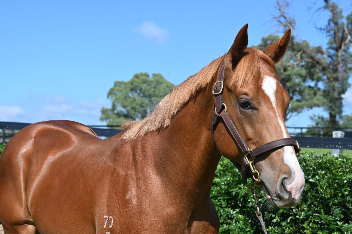 Frankel x Cleanup colt
