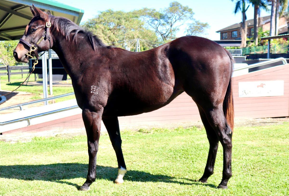 horse-image