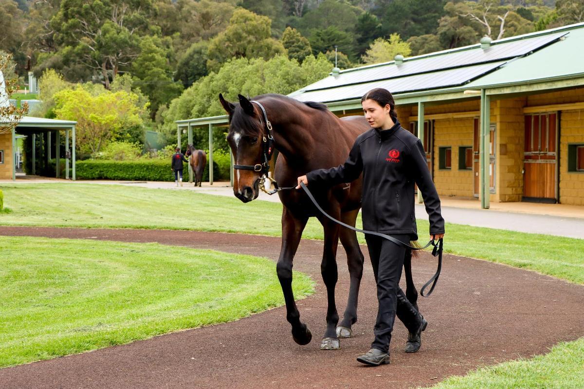 So You Think 2yo colt
