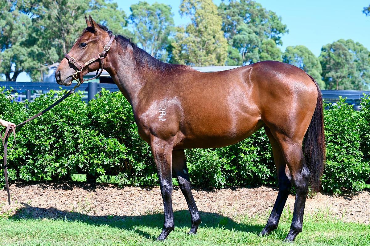 Tassort x Shahad Filly