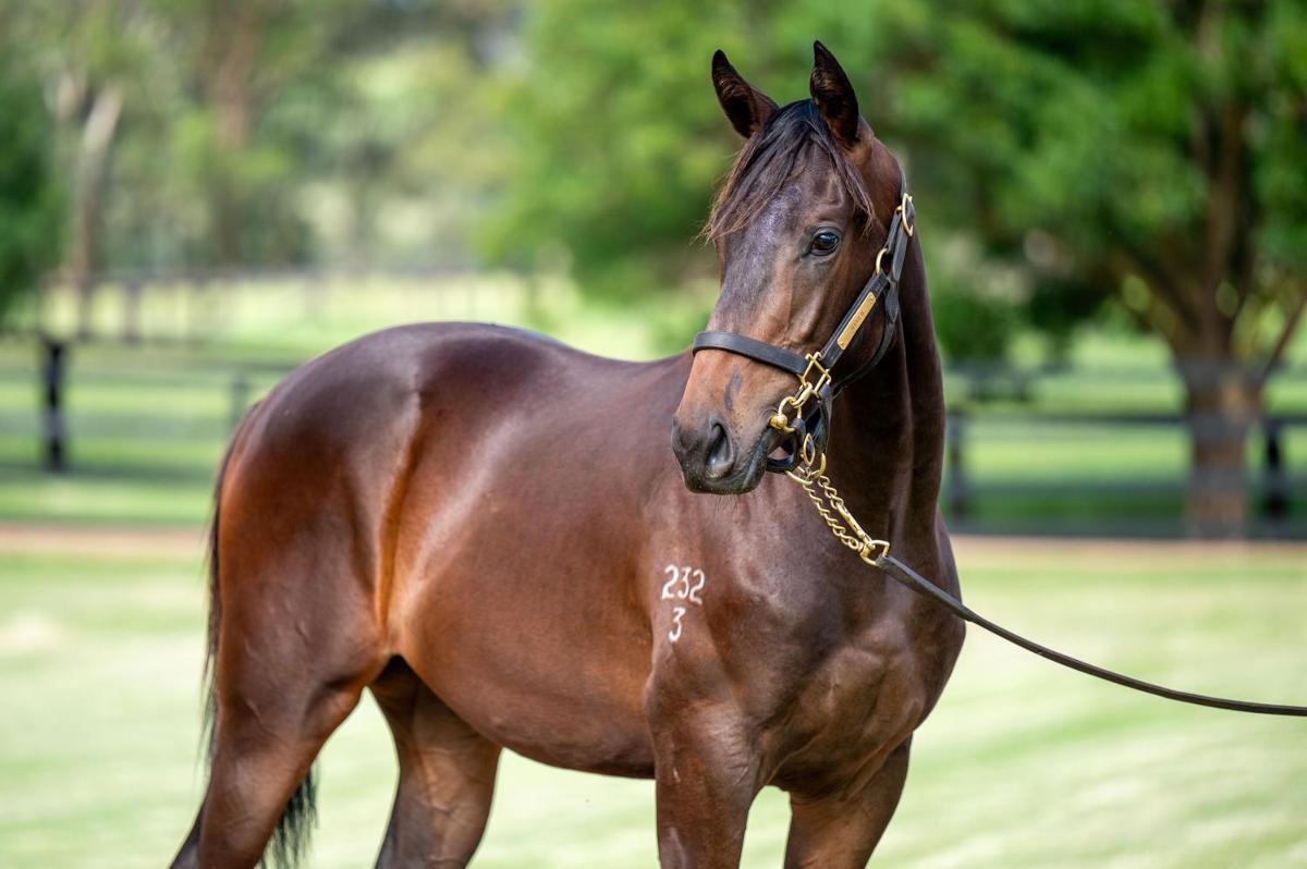 Too Darn Hot x Mashrabiya Colt
