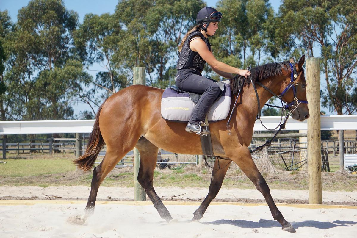 Wild Ruler x Face Forward filly
