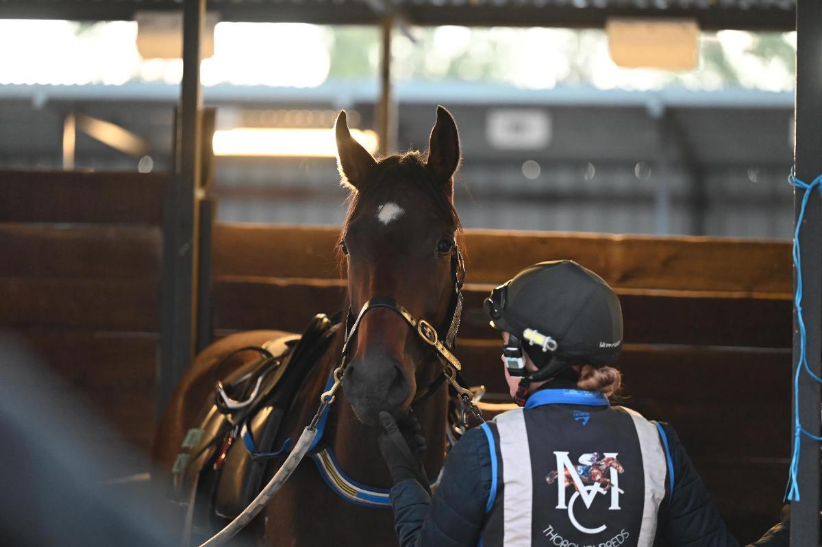Rommel x Chantorque 23 Filly