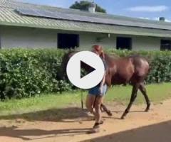 A colt : Russian Revolution x Italian Storm