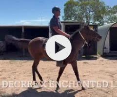 War Decree / Enchanted Light Filly