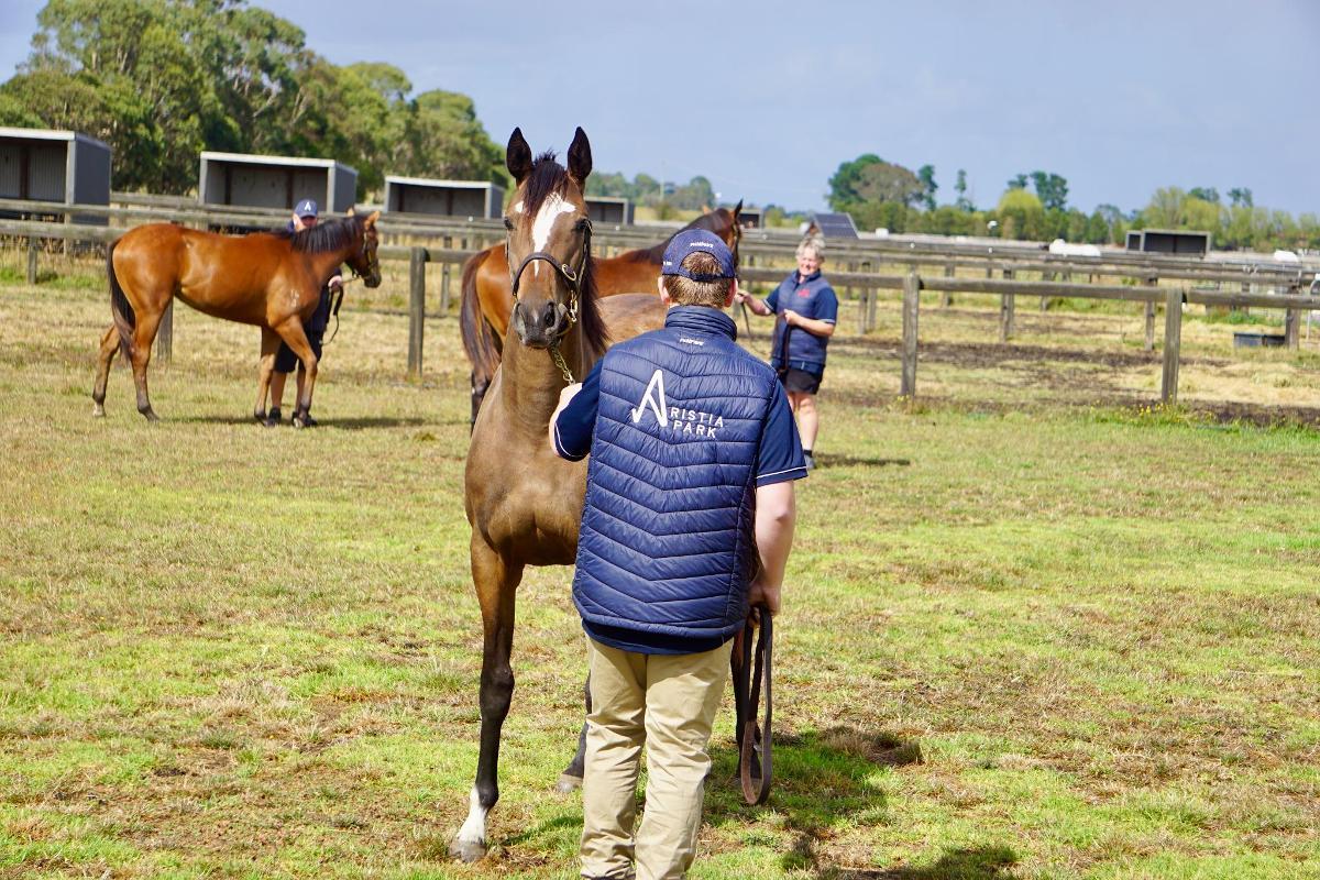 Wild Ruler x Saratoga Treasure (USA) Filly