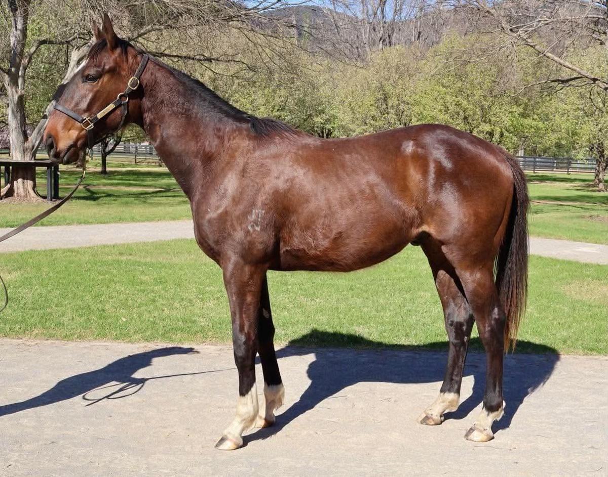 horse-image