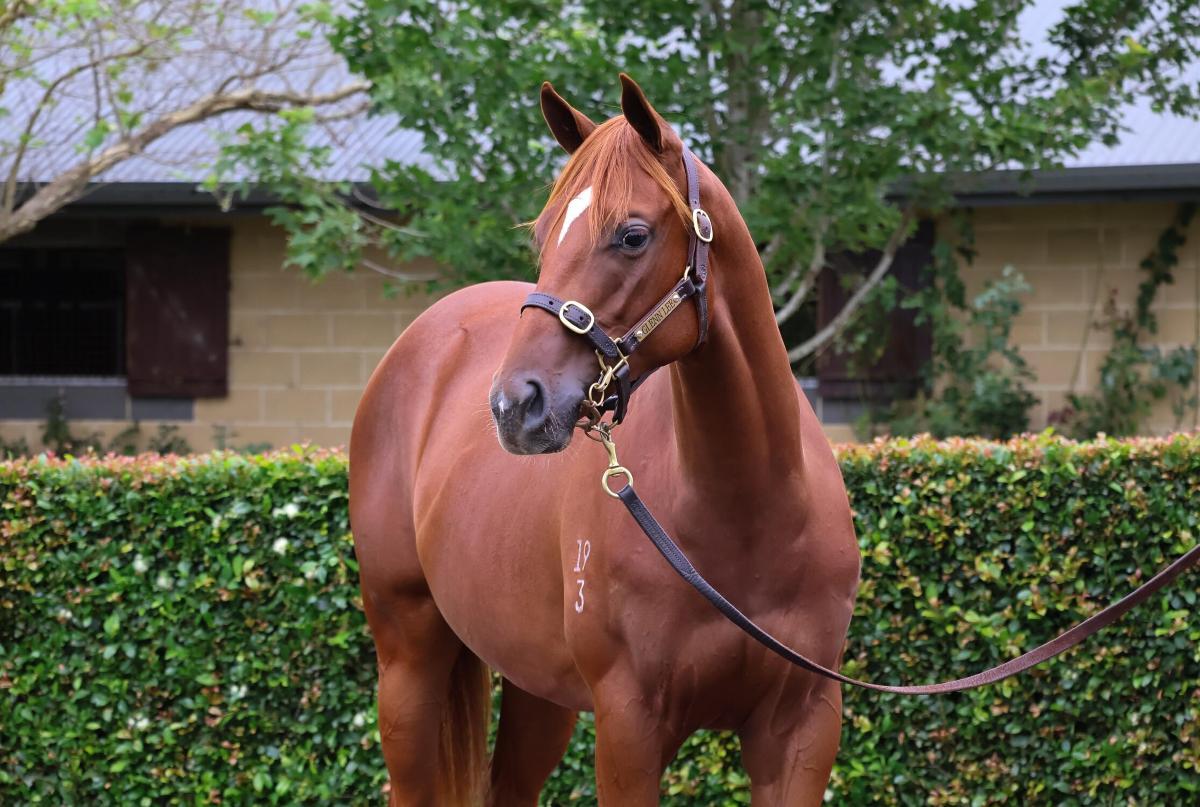 horse-image