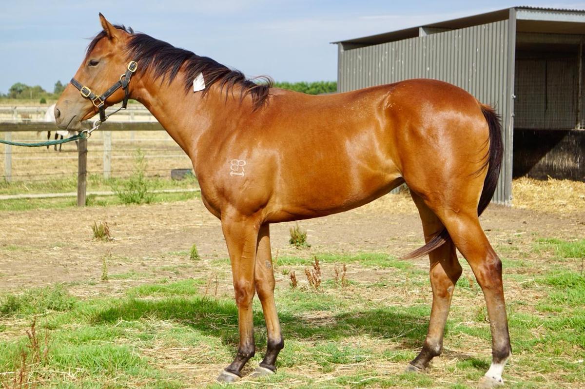 Anders x Madame Trop Vite Filly