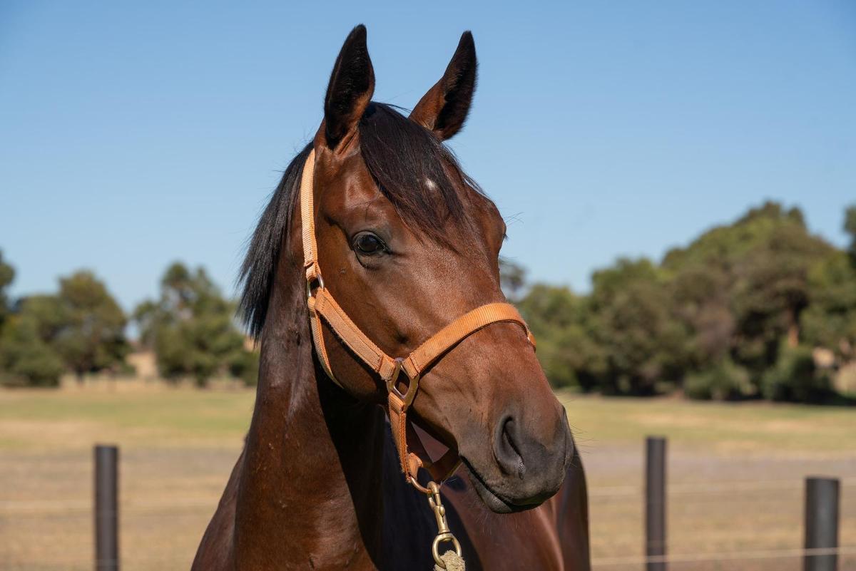STREAK OF GOD (Playing God 2yo gelding)