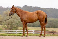 horse-image