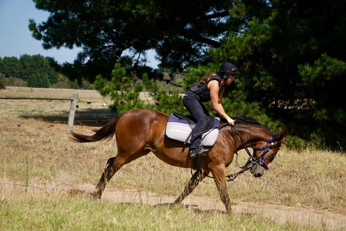 Wild Ruler x Face Forward filly
