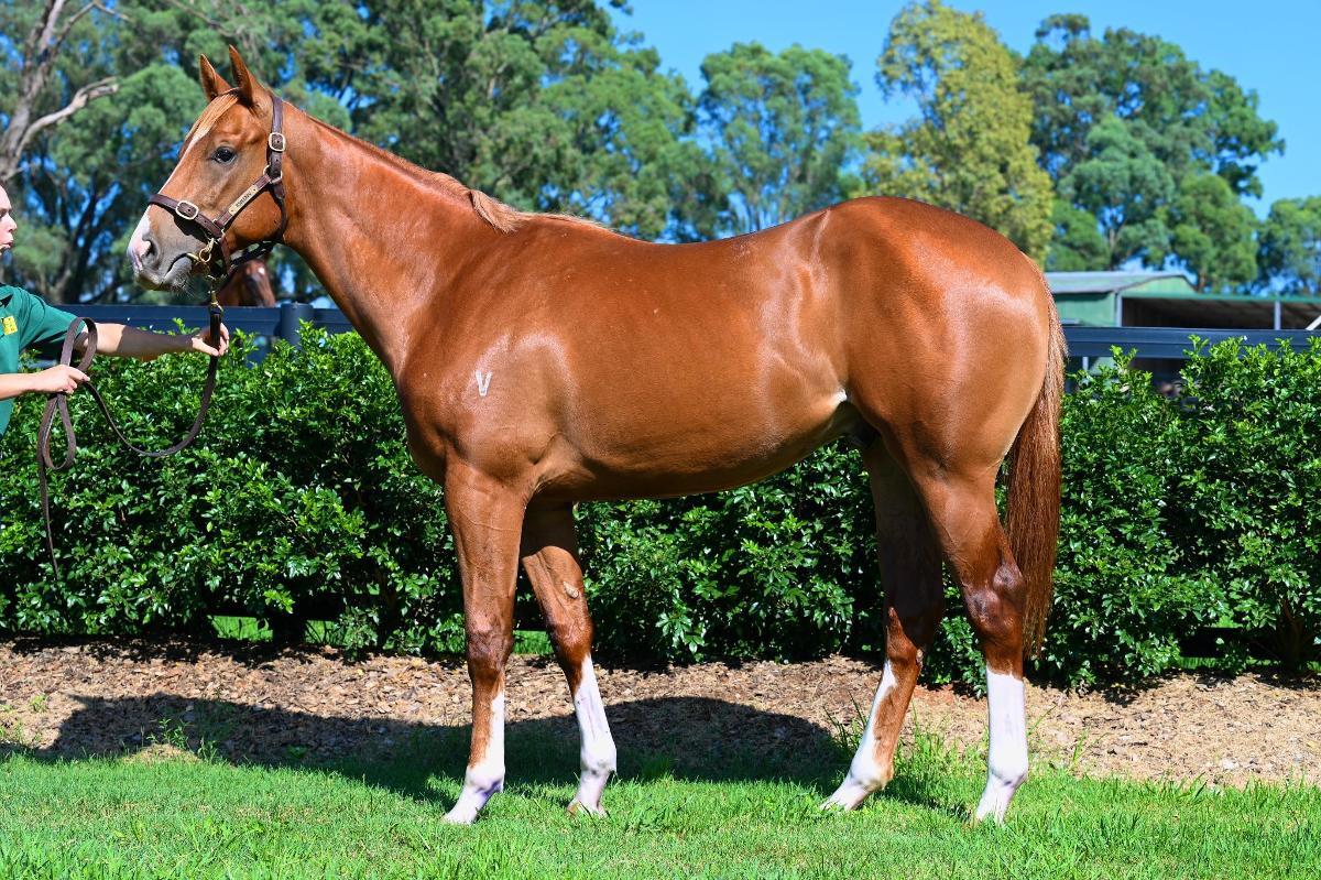 Frankel x Cleanup colt