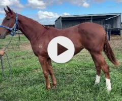Ghaiyyath x Scout Finch Filly