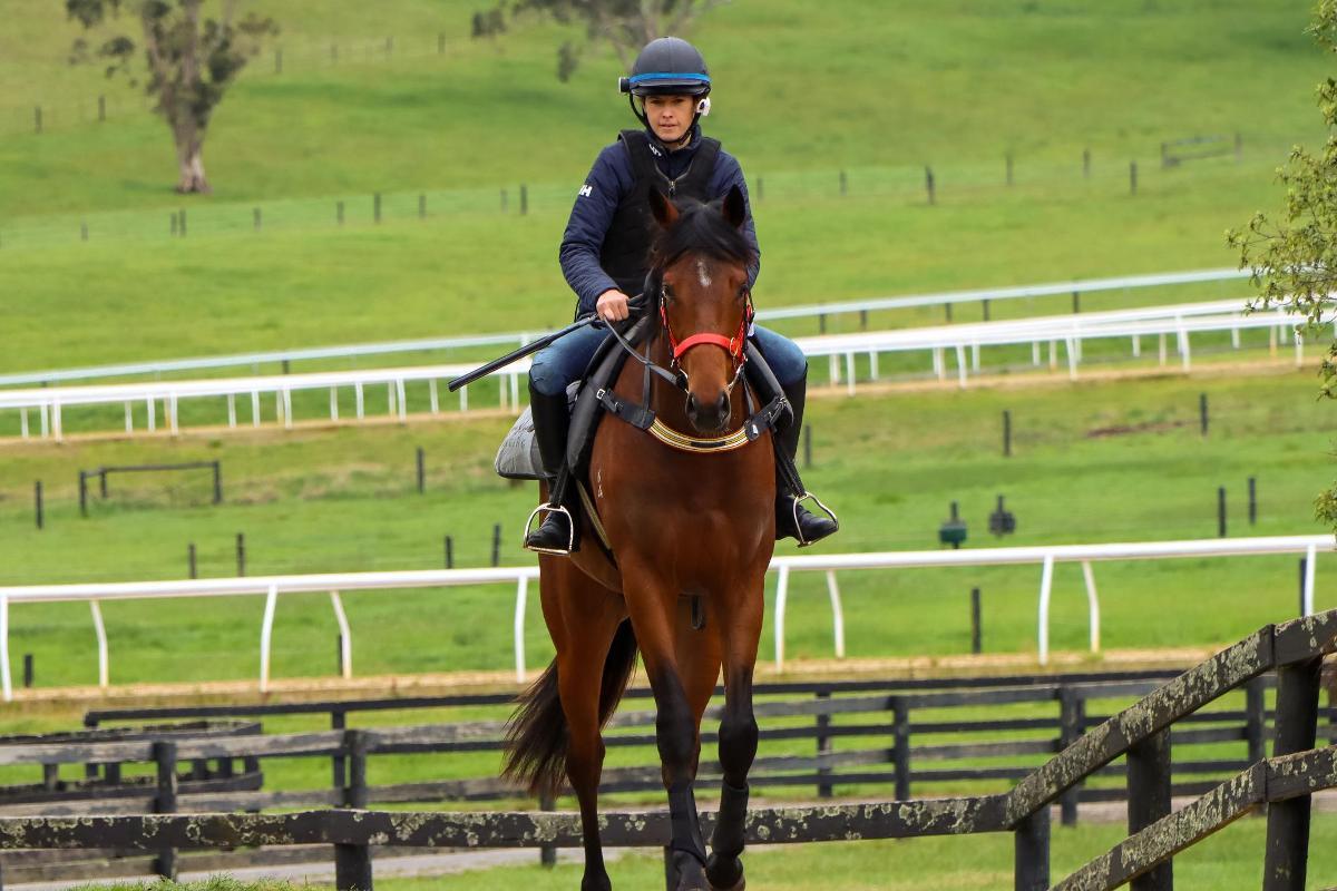 In The Congo 2yo Colt