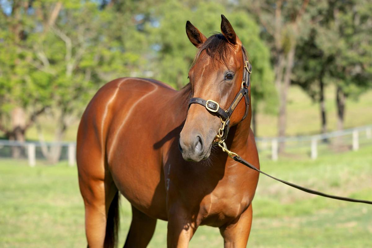 horse-image