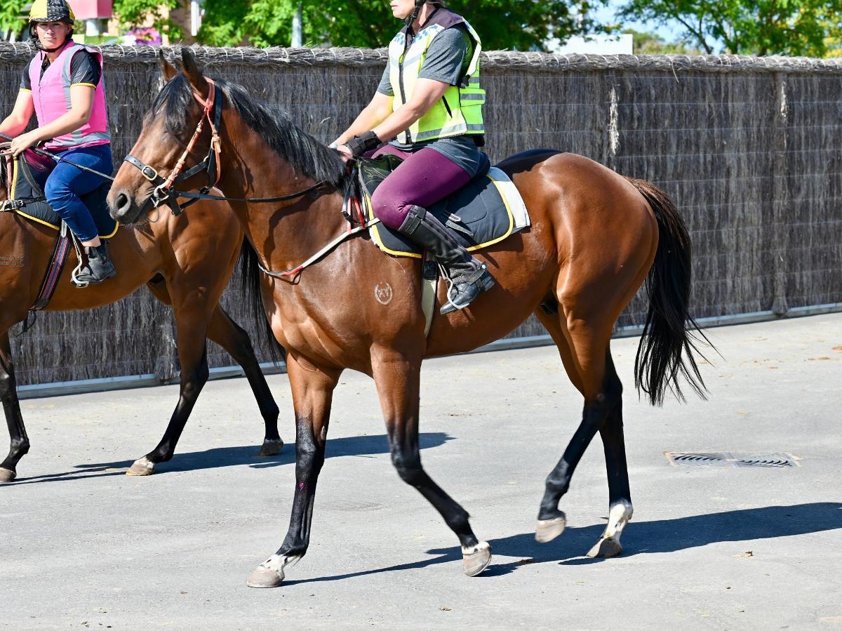 horse-image