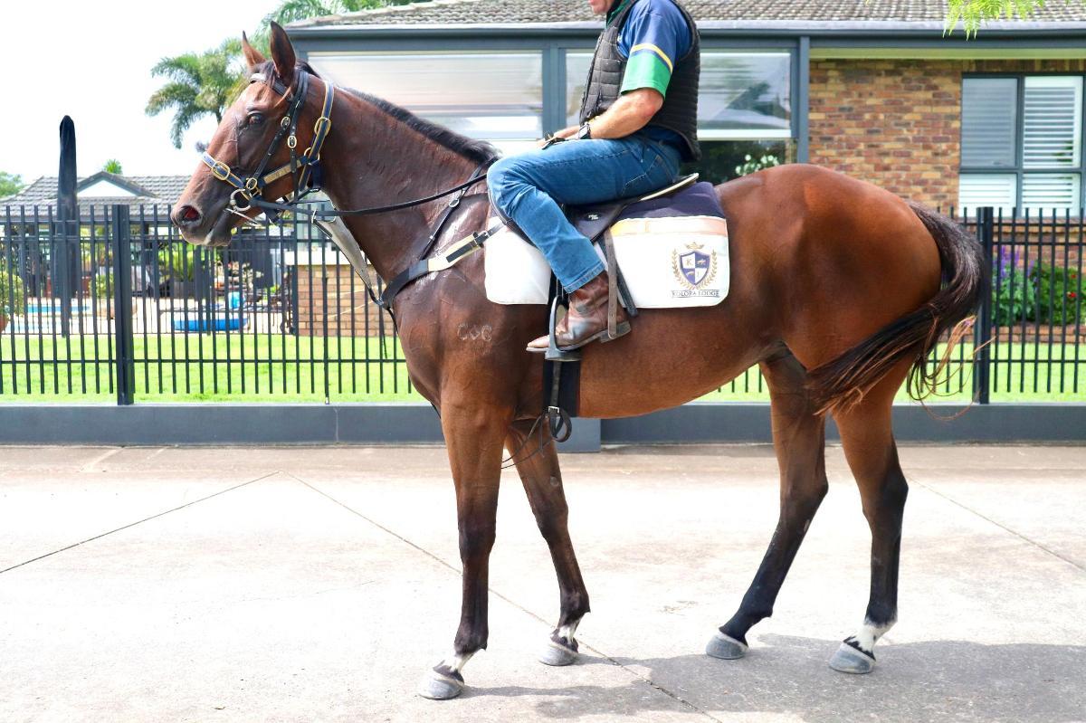Ave Cantare (2yo filly by Microphone)