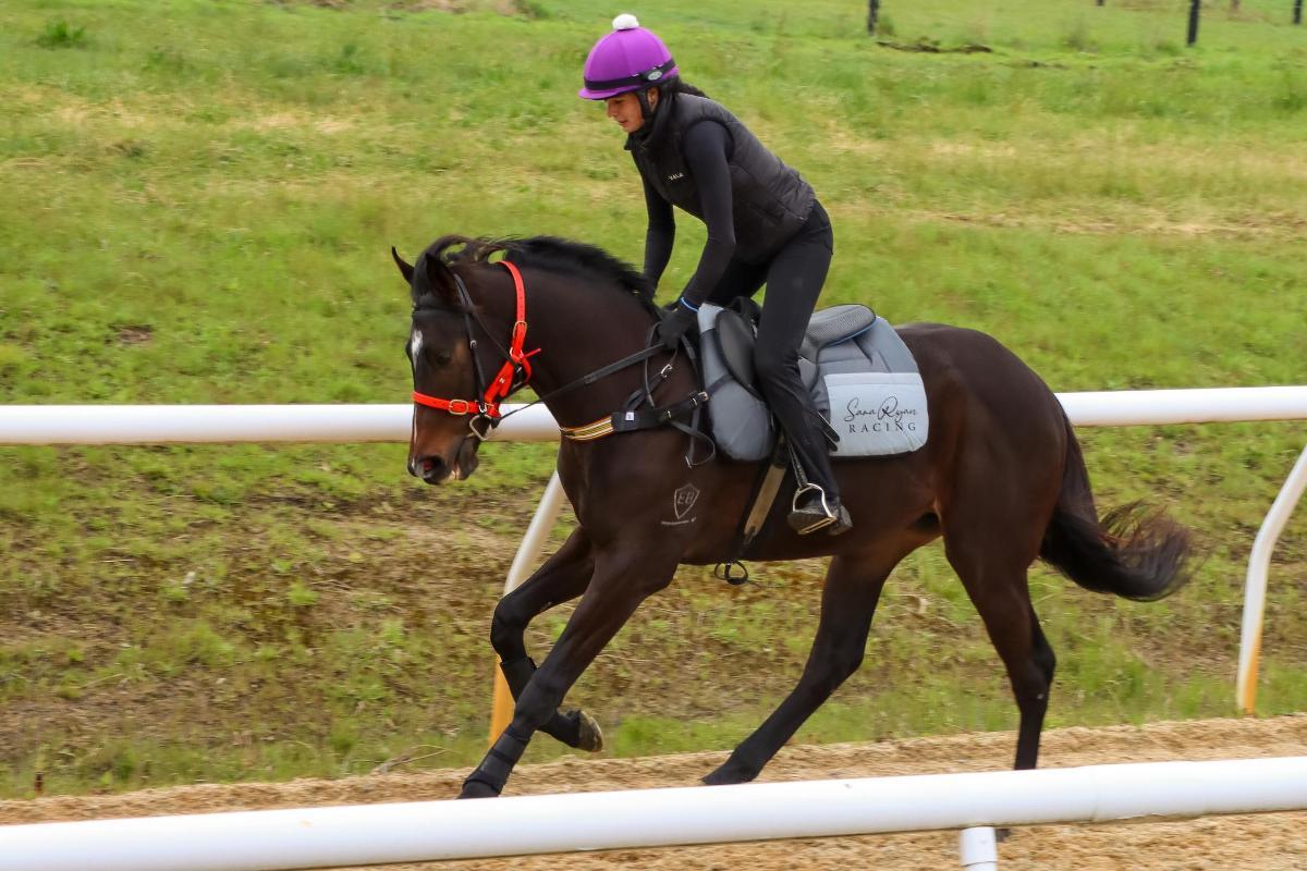 So You Think 2yo colt
