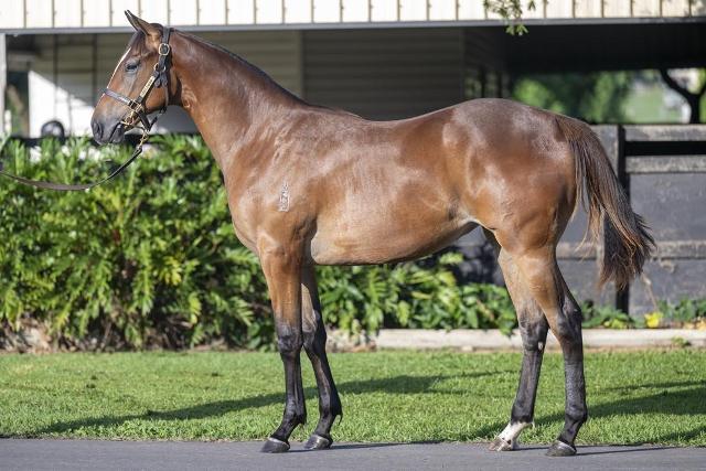 Wild Ruler x Face Forward filly