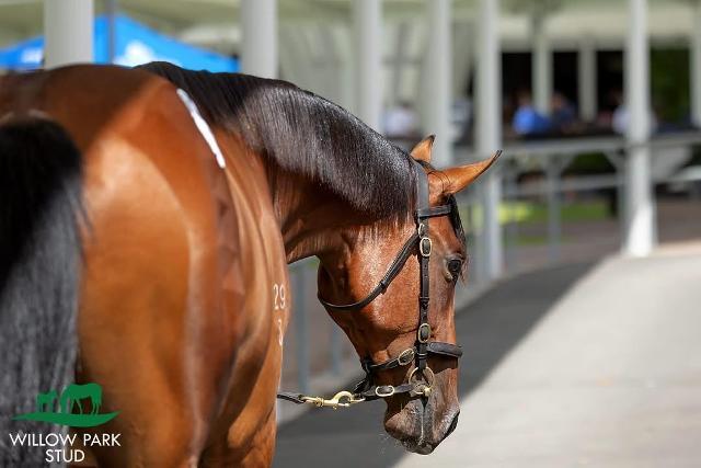 Palace Pier Filly