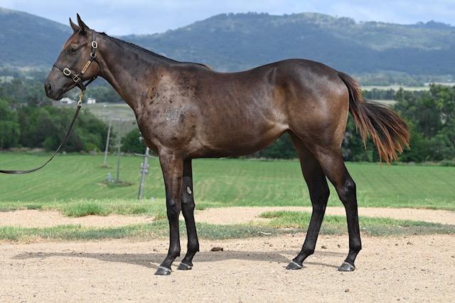 horse-image
