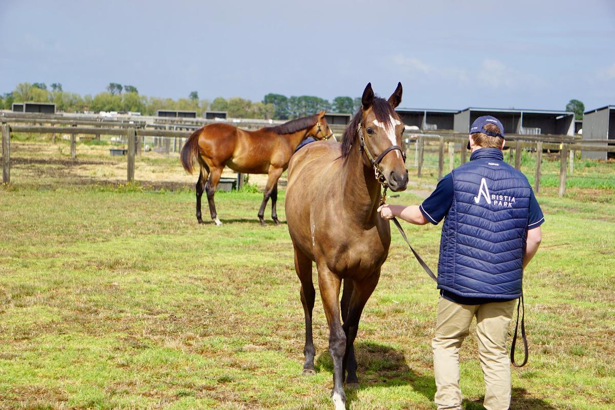 Wild Ruler x Saratoga Treasure (USA) Filly