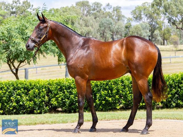 Lean Mean Machine X Azores 2 YO gelding