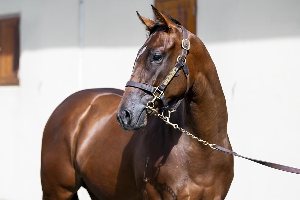 horse-image
