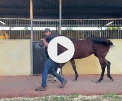 Rommel x Chantorque 23 Filly