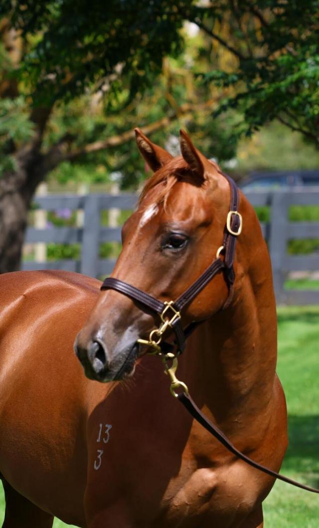 Ole Kirk X Ineffable