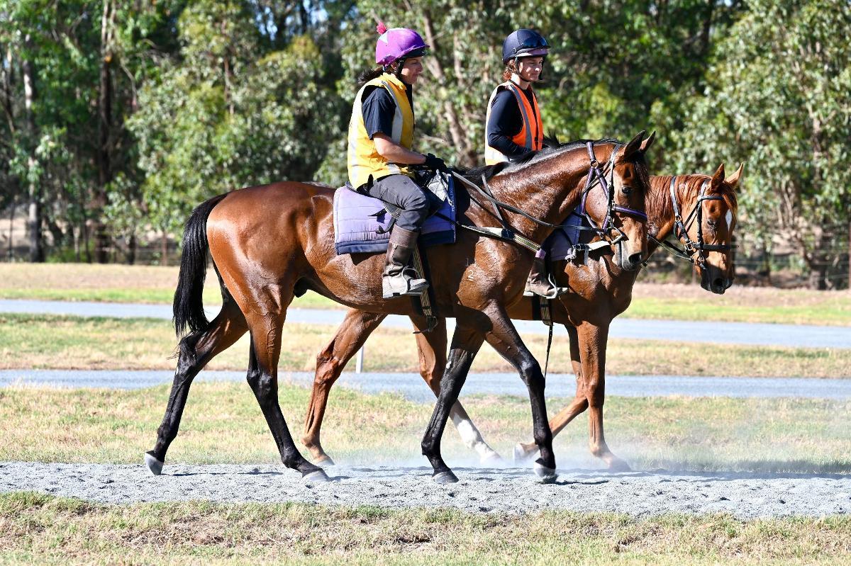STREAK OF GOD (Playing God 2yo gelding)
