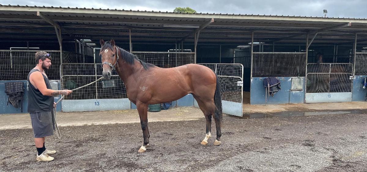 Pariah x Astral Miss