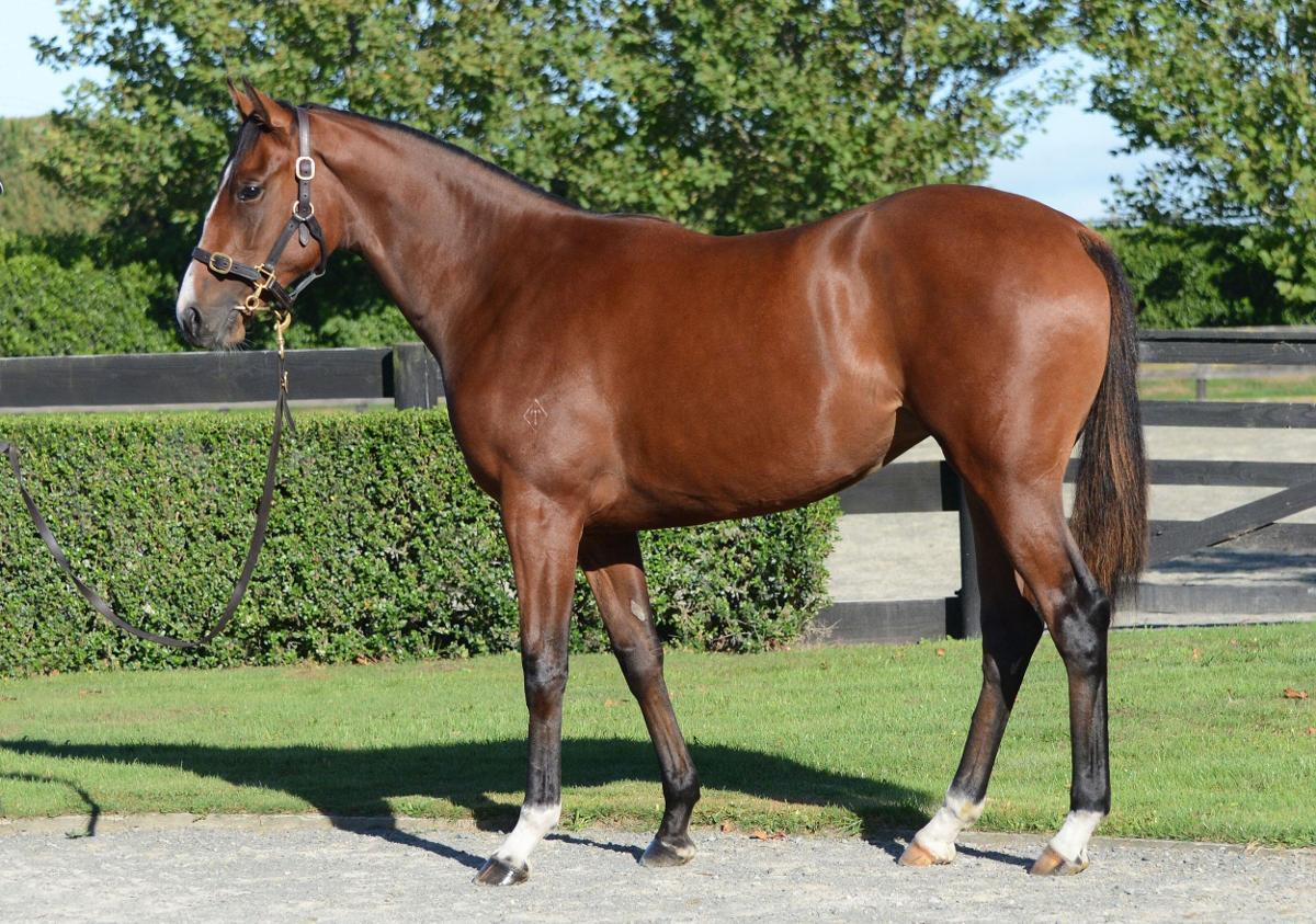 horse-image