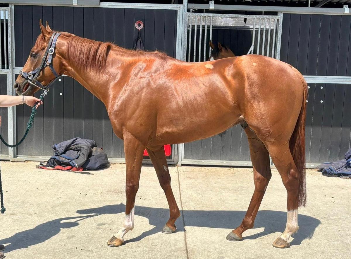 horse-image