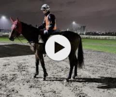 Harry Angel x Meschever Colt 
