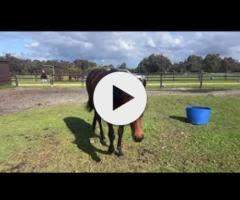 STREAK OF GOD (Playing God 2yo gelding)
