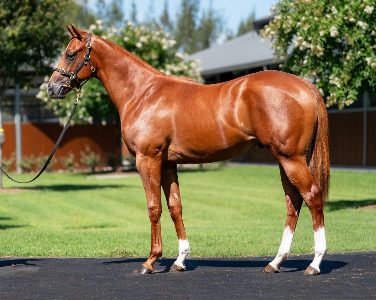 horse-image