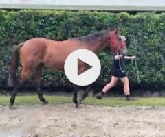 Wild Ruler x Wanted Lady