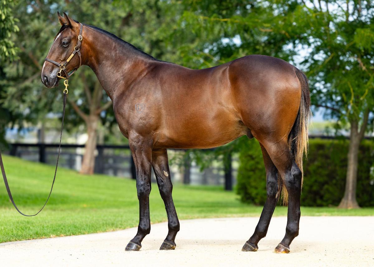 Snitzel x Celestial Insight