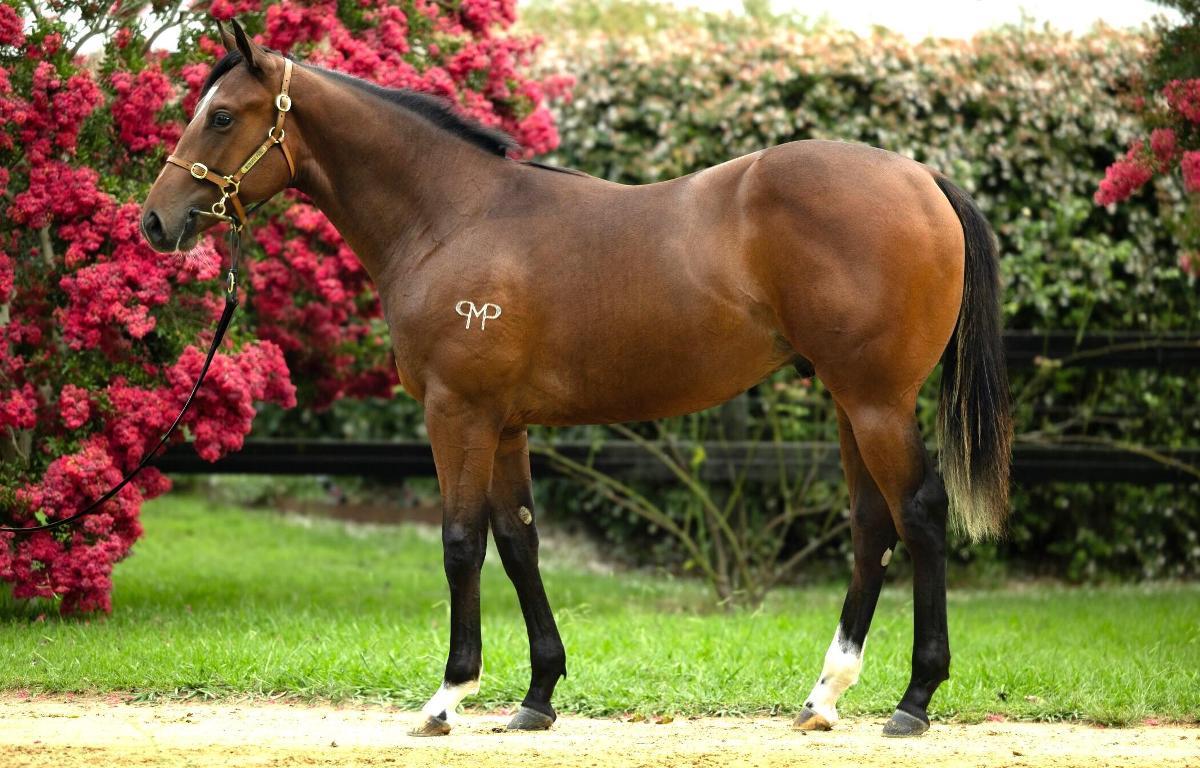 horse-image
