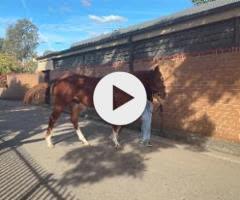 Frankel x Cleanup colt