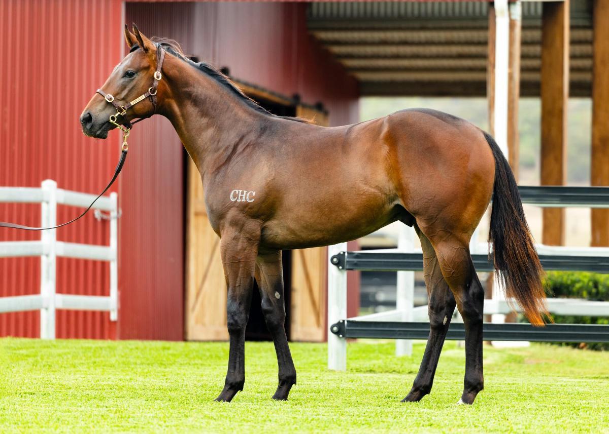 horse-image