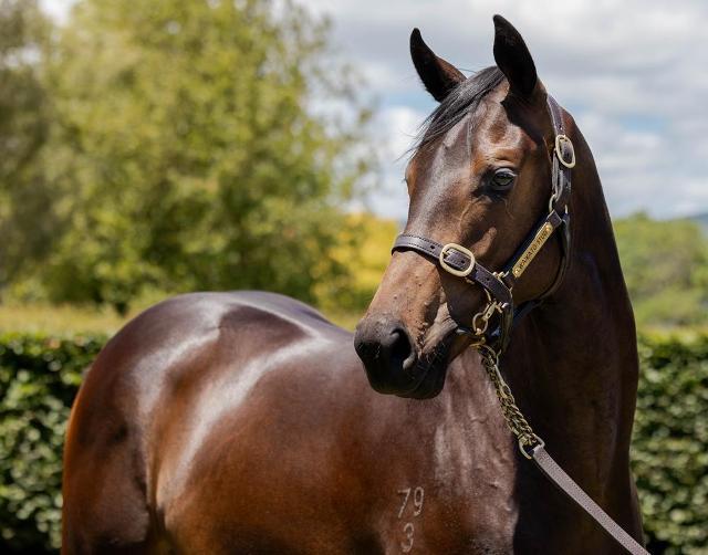 horse-image