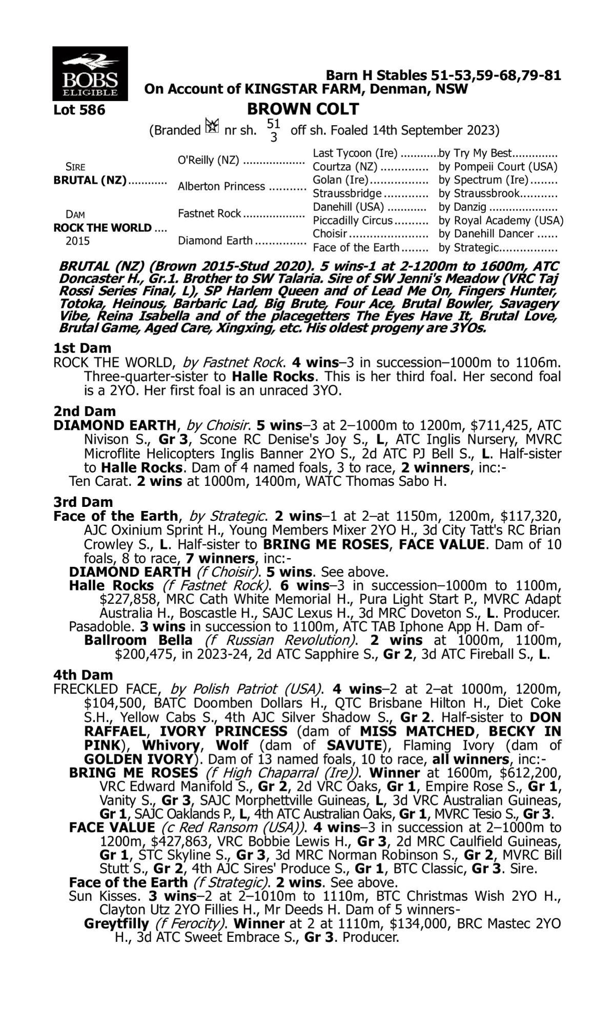 Brutal x Rock The World Colt Bloodstock Exchange