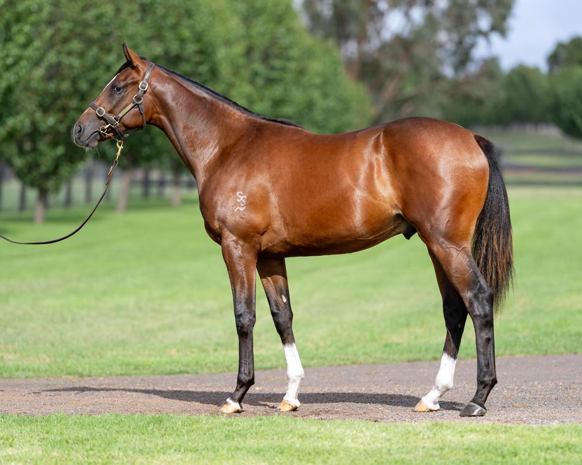 horse-image