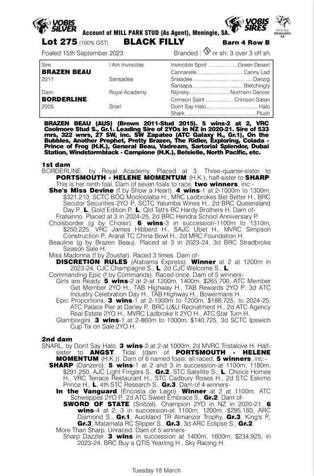 Brazen Beau x Borderline '23 Filly