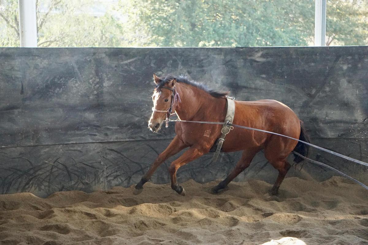 Anders x Madame Trop Vite Filly